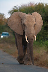 Obraz premium African elephant walking on a road during a safari in Kruger National Park.