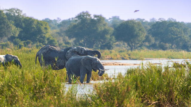 ​Group of three African elephants wading in a river at Kruger National Park.