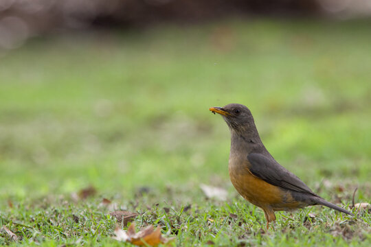 thrush on lawn