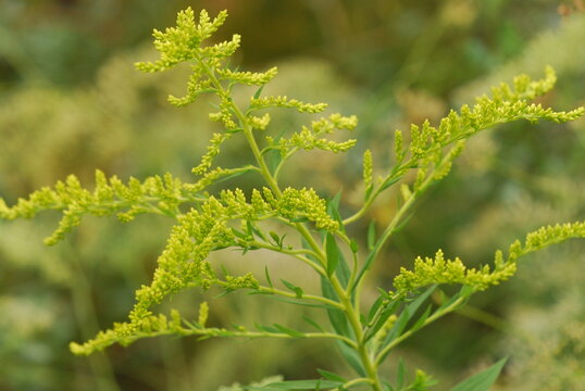 Solidago canadensis