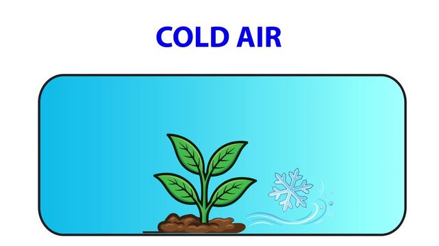 Can Plants Survive in Cold Weather? 2d animation video 