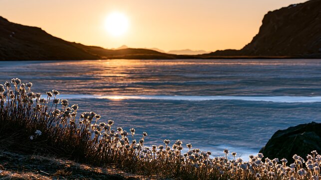 Frozen tarn meadow at sunset with blooming flowers
