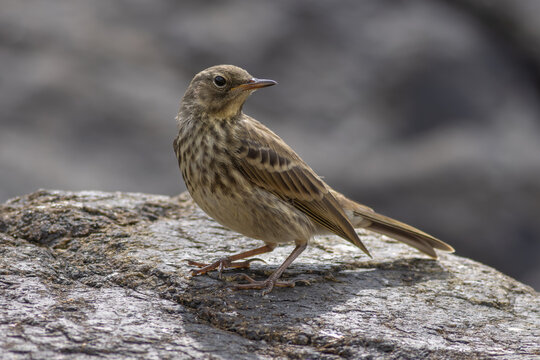 Rock pipit (Anthus petrosus) in breeding habitat - Strandpieper