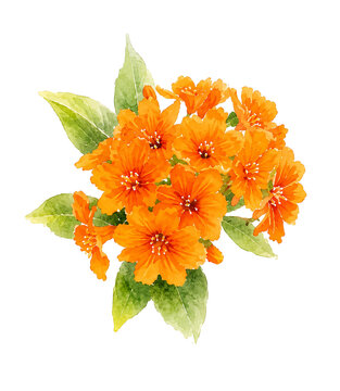 Orange cordia sebestena flowers watercolor illustration isolated on white background