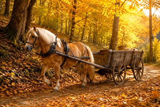 Haflinger horse pulling a rustic wooden cart on an autumn forest path.