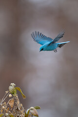 blue tit on branch © Bai