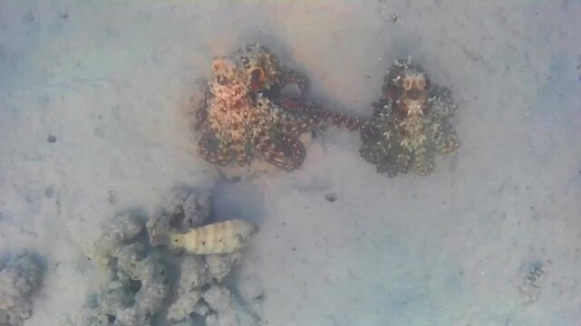 Octopus Mating with Male Following Female and Using Hectocotylus