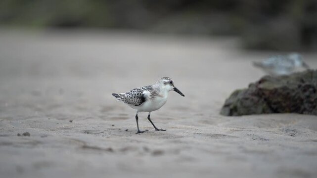 Sanderling resting on the coast in Asturias. Spain.