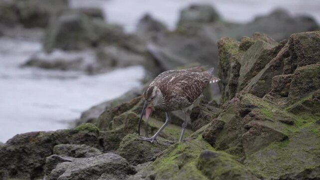Whimbrel eating a crab on the coast. Spain.