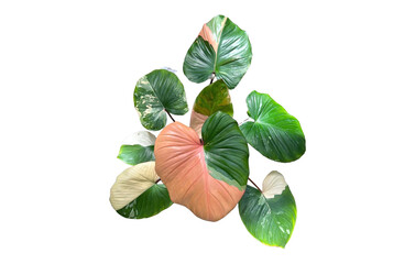 Beautiful arrangement of variegated tropical philodendron leaves isolated on white background © keodom
