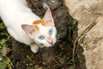 Cat looking toward camera © suman