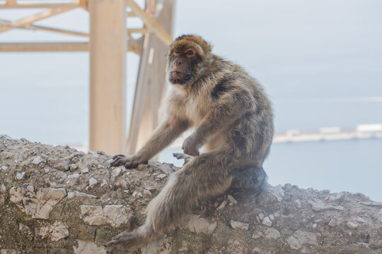 Angry looking barbary macaque monkey at Gibraltar sitting on a wall above the see