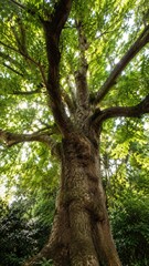 Obraz premium Looking upward at a towering oak tree with a thick textured trunk and sunlit green canopy in a lush forest setting
