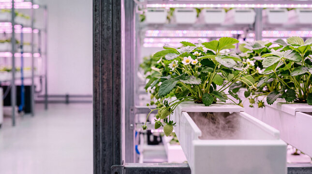 Indoor hydroponic strawberry farm with led grow lights in vertical controlled environment