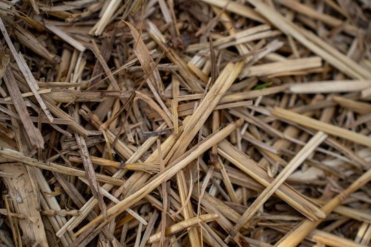 Close up of dry chopped straw and cereal stalks creating a textured natural background after grain harvesting on an agricultural field.