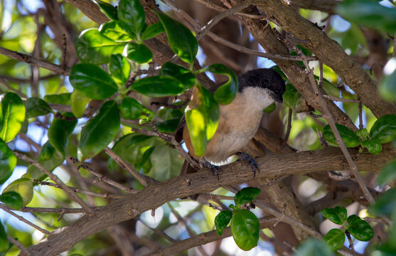 boubou in a tree