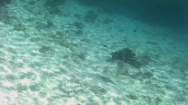 Longspined Porcupinefish Deflating and Swimming Away
