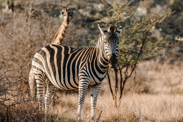 zebra in the wild © Troy