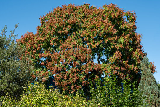 Koelreuteria paniculata Habitus micht Frcuht
