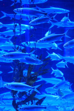 School of Java Barb in Aquarium Setting Underwater View