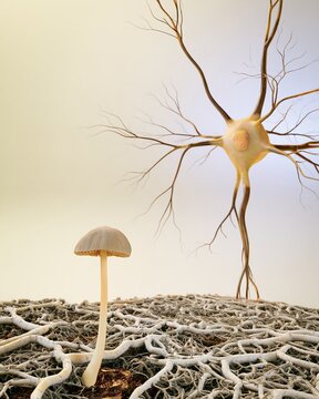 Psilocybin mushroom beside nerve fibers and neuron, concept of research into neuroprotection from chemotherapy-induced peripheral neuropathy during cancer treatment