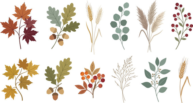  Collection of autumn botanical elements including leaves and acorns with fall foliage maple leaves oak leaves wheat stalks eucalyptus branches seasonal plants autumnal decor nature illustration