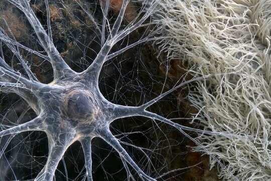 Close-up neuron beside branching mycelium-like fibers, medical concept for research into psilocybin, chemotherapy neuropathy, neuroprotection and sensory nerve preservation