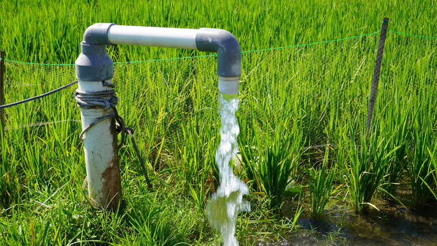 Fresh groundwater flowing from a PVC pipe to irrigate vibrant green rice fields using an electric pump system, supporting sustainable rural agriculture, crop growth, and local water management.