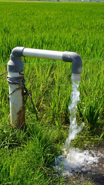 Fresh groundwater flowing from a PVC pipe to irrigate vibrant green rice fields using an electric pump system, supporting sustainable rural agriculture, crop growth, and local water management.