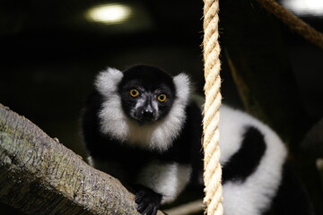 Fototapeta premium Ruffed Lemur Portrait Black and White Primate