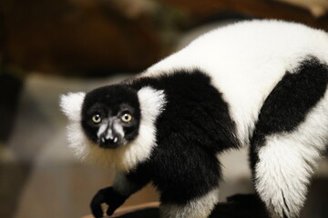 Fototapeta premium Ruffed Lemur Portrait Black and White Animal Photo