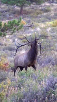 Bull Elk Bugling in Autumn Forest Meadow with Antlers High
