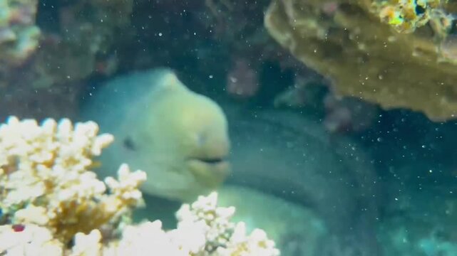 Giant Moray Eel in Cave with Red Sea Lionfish