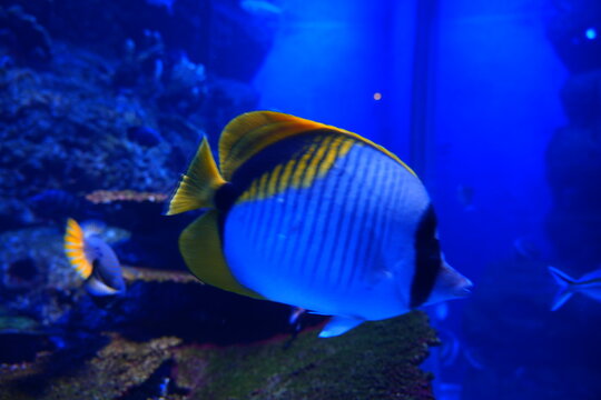 Colorful Butterflyfish Swimming in a Blue Reef Aquarium