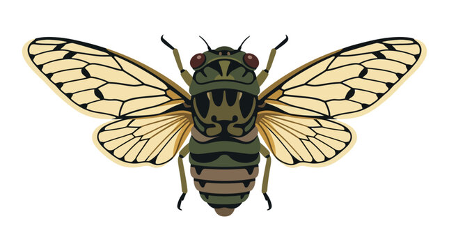 Cicada Insect Vector Illustration