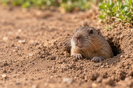 Pocket Gopher Emerging from Burrow in Dry California Garden