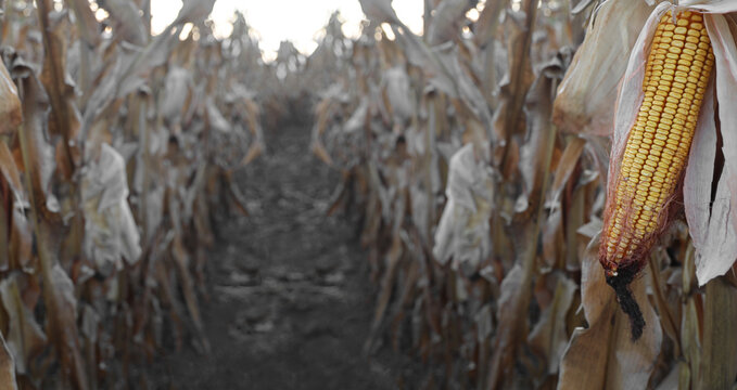 Golden ears of iseased dry corn on the cob causes drought on stalk in autumn field ready harvest Dried cornfield pathway with withered maize stalks fallen cobs showing drought damage, harvest season