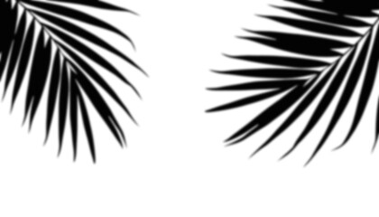 shadow overlay Black silhouette of tropical palm tree leaves hanging from the top corners of the frame © sadikurrahman