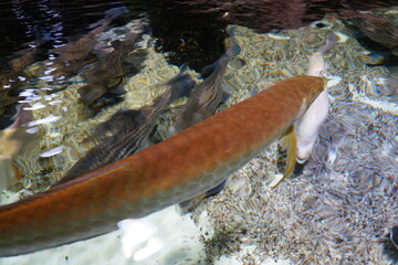 Arowana Fish Swimming in Clear Water Aquarium Scene © Jimmy