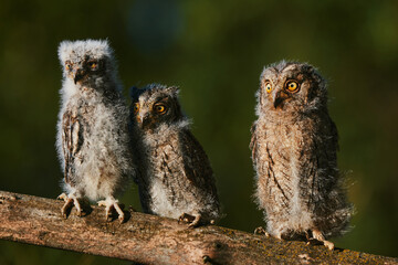 Portrait of three fluffy nestling Eurasian scops owls Otus scops perched on a tree branch in a forest. Close-up of a young wild owl chick in Wildlife habitat, featuring soft feathers, expressive eyes. © EvgeniyQW