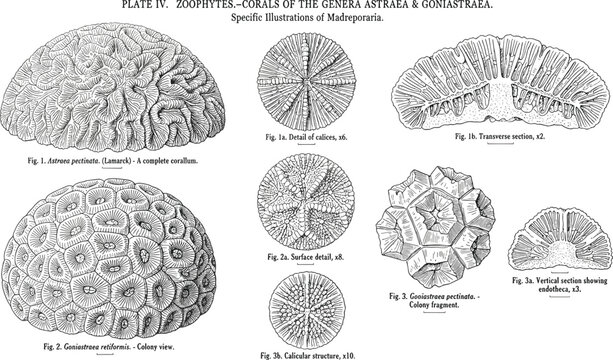 Vintage scientific illustration plate vector of zoophytes and ocean coral species with engraved details of cross sections colony structures and marine biology specimens