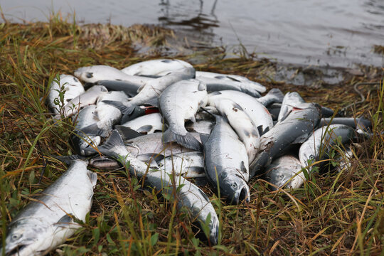Freshly caught coho salmon lie on grassy riverbank beside the Egegik River in Alaska, showing abundance and success during wild fishing season.