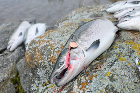 Close‑up of a silver salmon caught with pink lure and spinner resting on a mossy rock near Alaska&rsquo;s Egegik River.