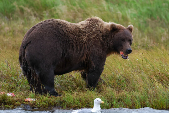 A brown grizzly bear stands on grassy riverbank in Alaska, mouth open after feeding, with a gull floating nearby.