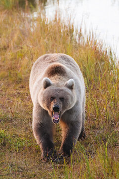 A large brown grizzly bear walks forward on grassy riverbank in Alaska. Her mouth is open in an aggressive sign of danger.