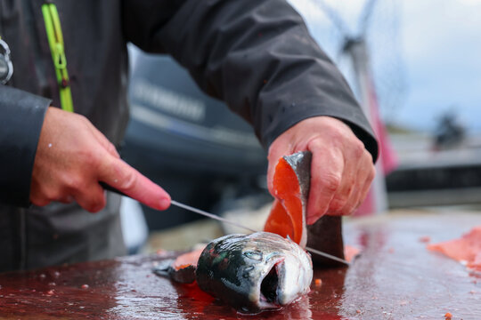 Close‑up of hands cutting fresh Coho salmon fillet on wooden table in Alaska, showing vivid color and texture of wild fish.