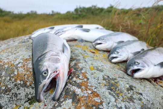Several silver salmon lie on mossy rock beside the Egegik River in Alaska, arranged neatly after a successful fishing day.