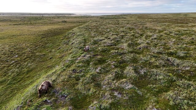 Drone view of two brown bears walking across vast green tundra near Alaska&rsquo;s Egegik River, surrounded by open wilderness under soft evening light.