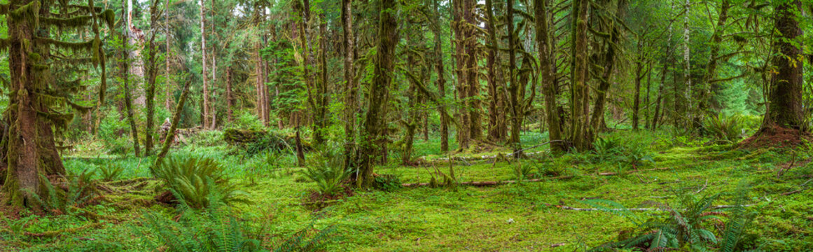 Beautiful wide panoramic view of a dense temperate hoh rain forest with mossy trees and ferns