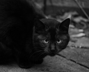 black and white cat on the wall © Bai